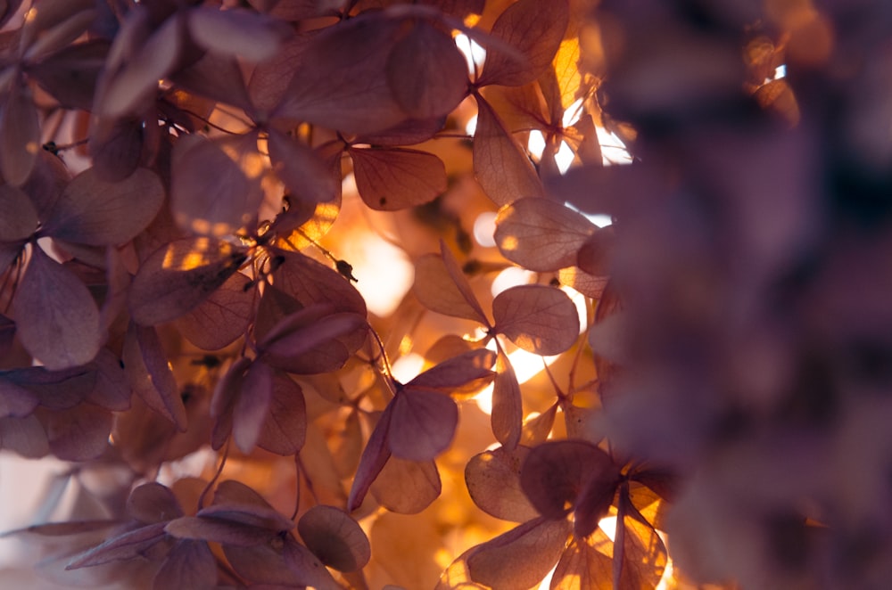 brown leaves in tilt shift lens