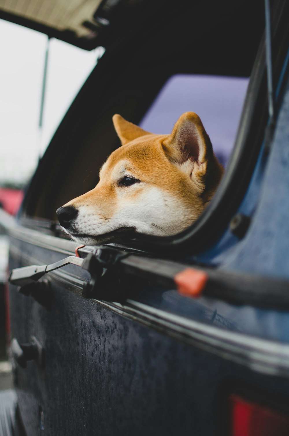 brown and white short coated dog in car