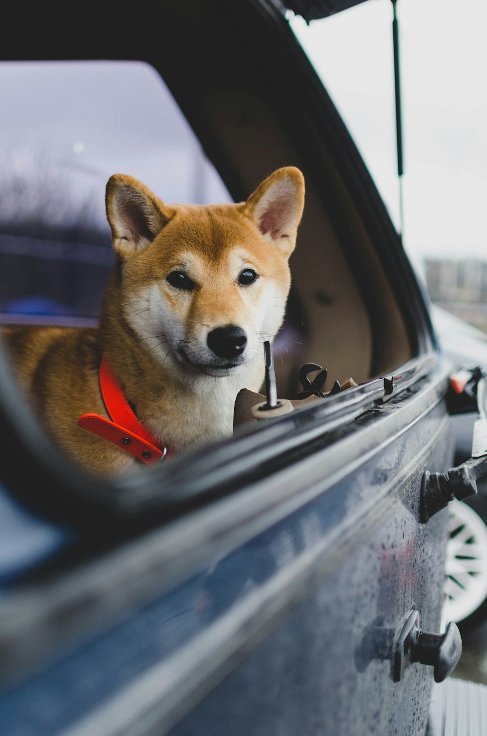 brown and white dog in car