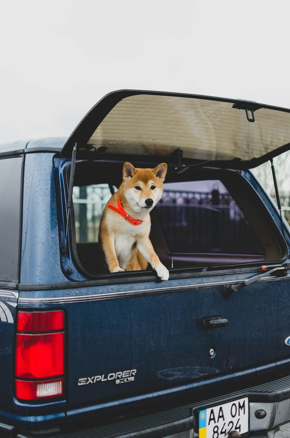 brown and white short coated dog on black car door