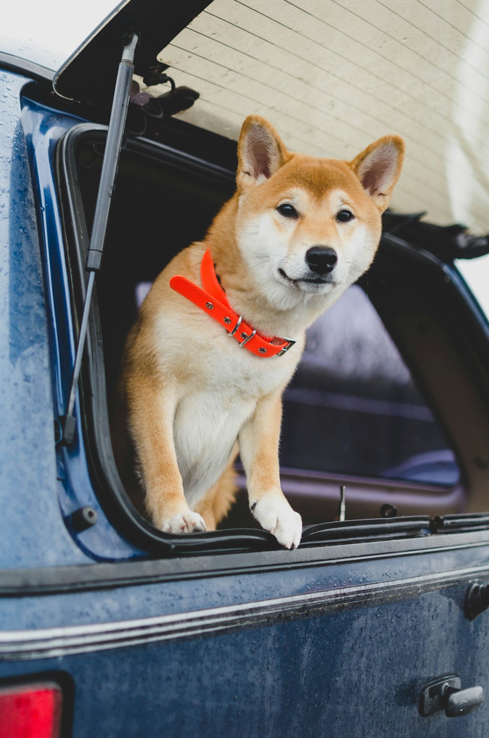 chien brun et blanc à poil court sur la fenêtre de la voiture pendant la journée