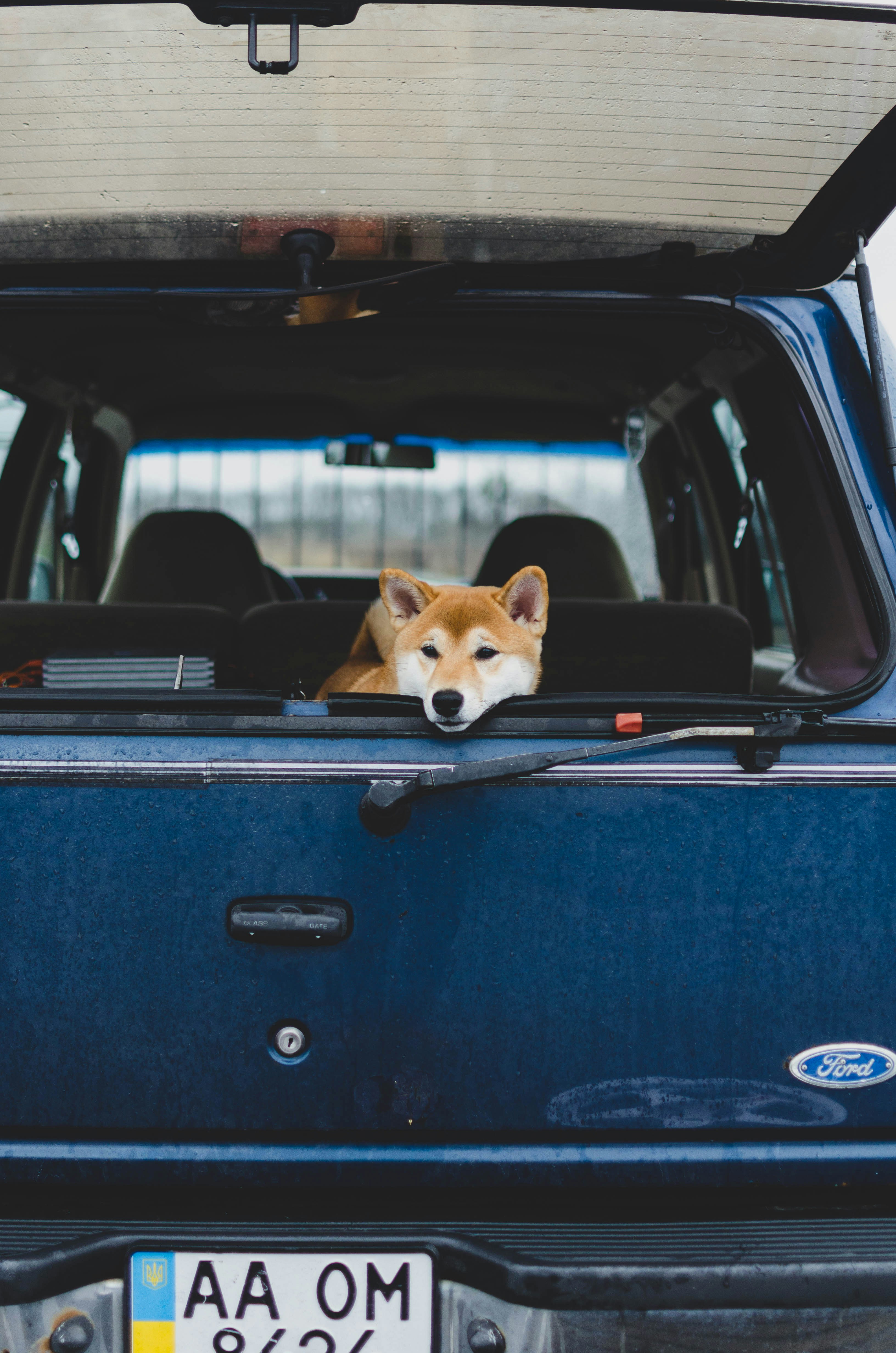 Foto zum Thema Brauner und weißer Hund im blauen Auto – Kostenloses ...