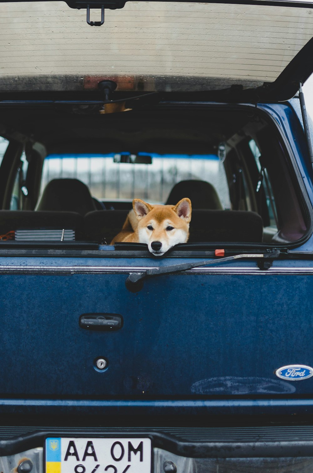 Perro marrón y blanco dentro de un coche azul