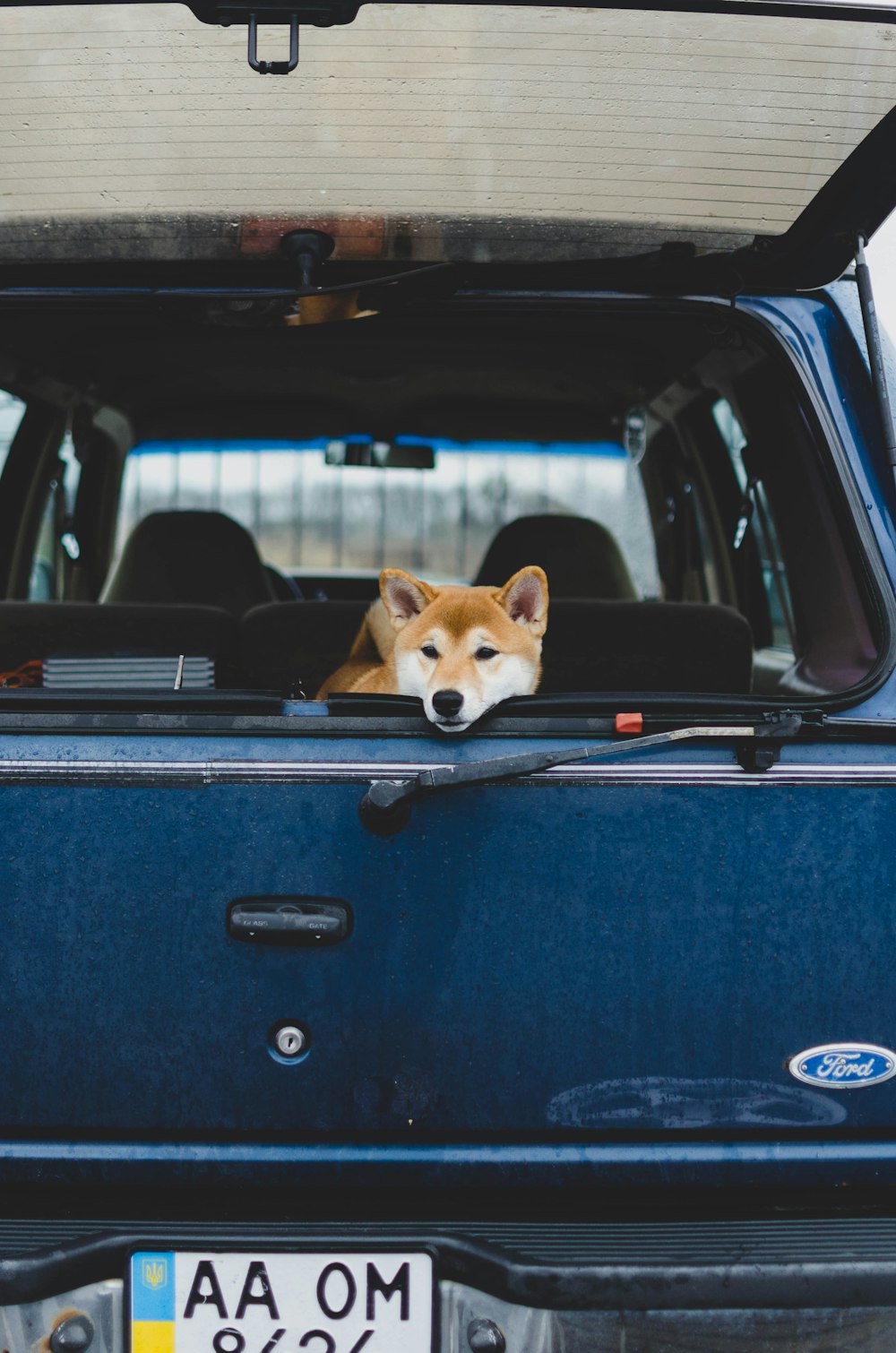 chien brun et blanc à l’intérieur de la voiture bleue