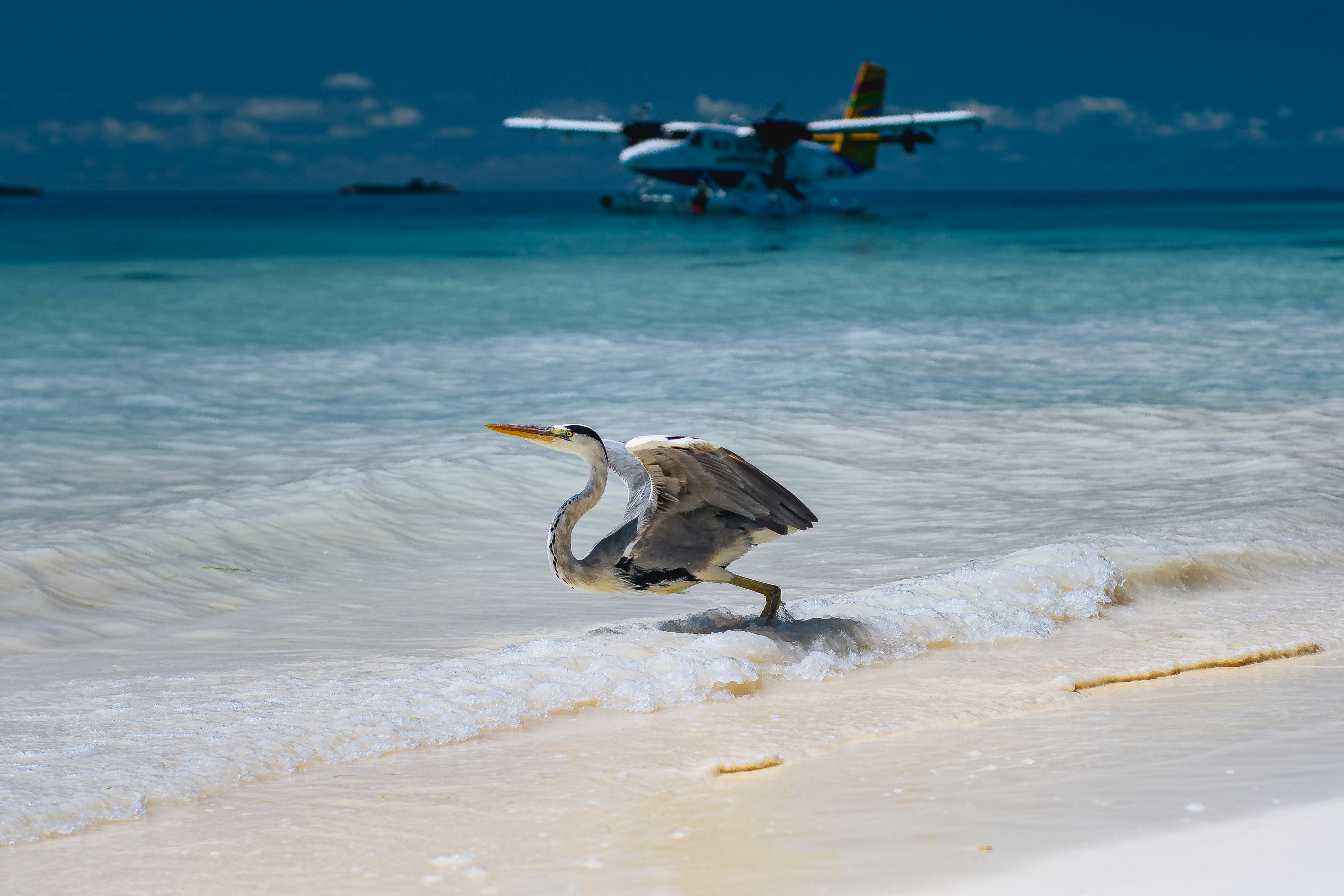 white and gray bird flying over the sea during daytime, 