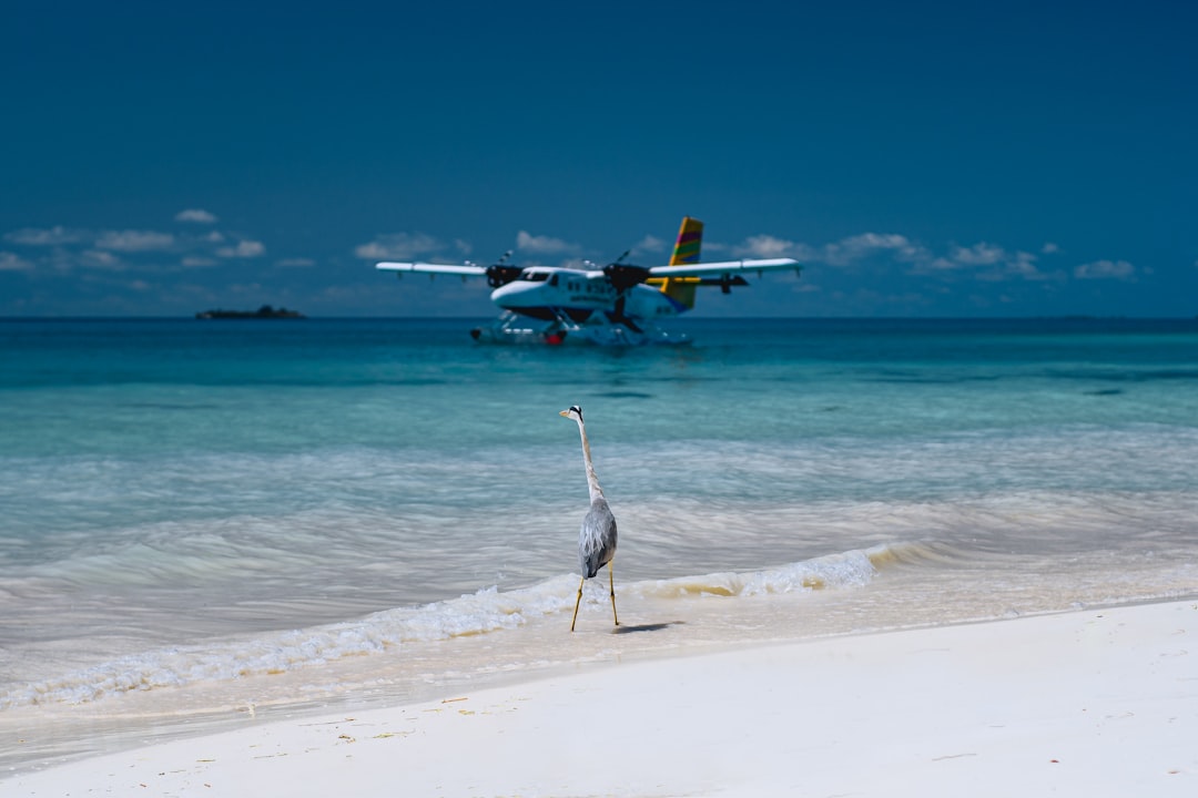 Navigating PNG's Skies Kobio Aviation Doubles