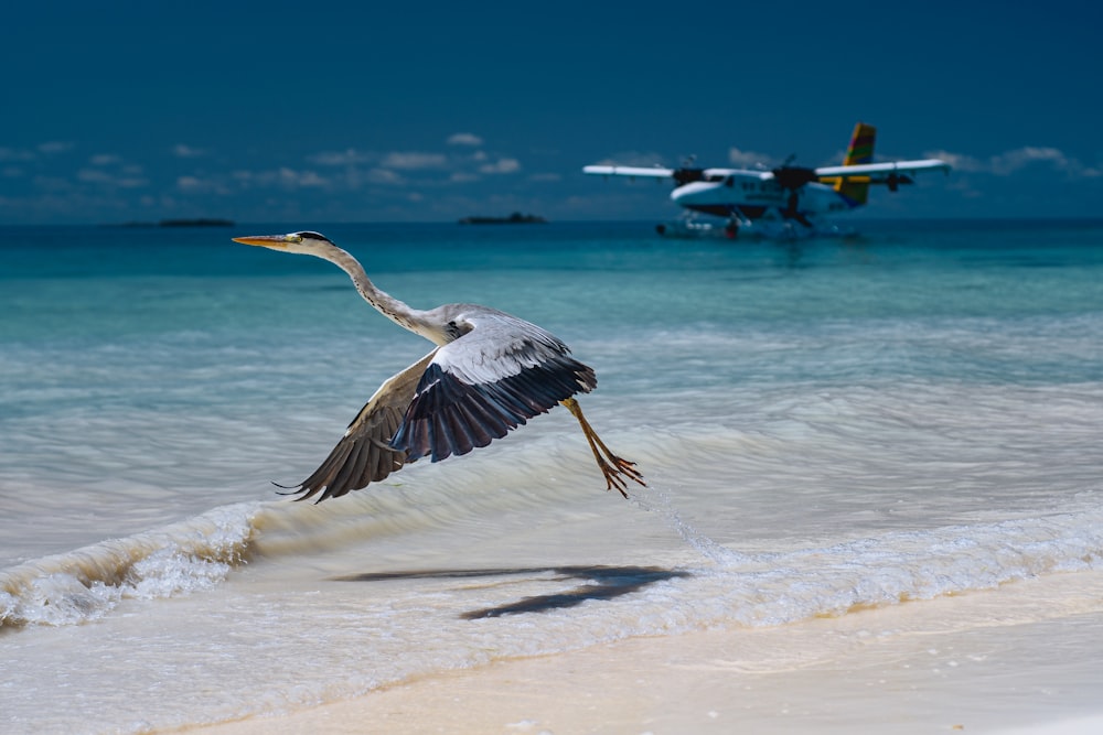 white and black bird flying over sea during daytime