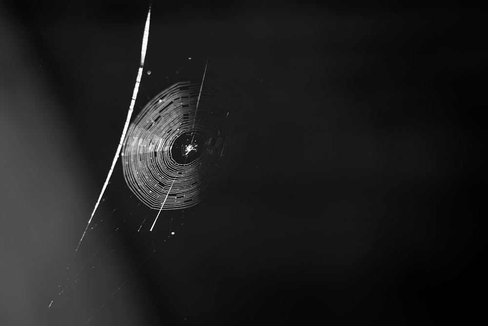 water drop on spider web in grayscale photography