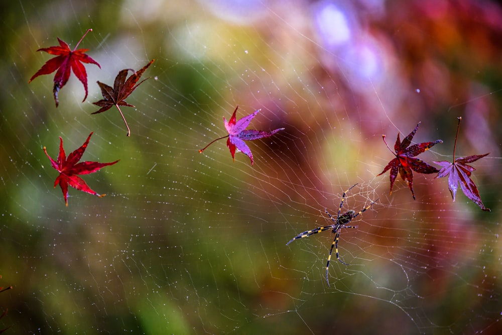 aranha roxa e preta na teia de aranha em fotografia de perto durante o dia