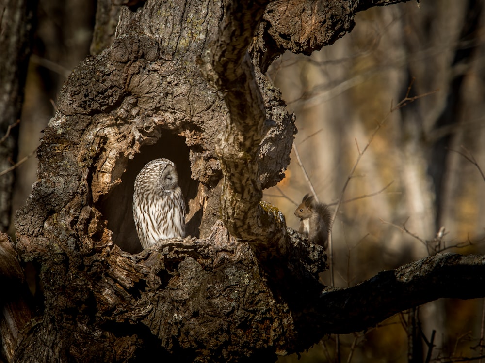 white owl on brown tree trunk