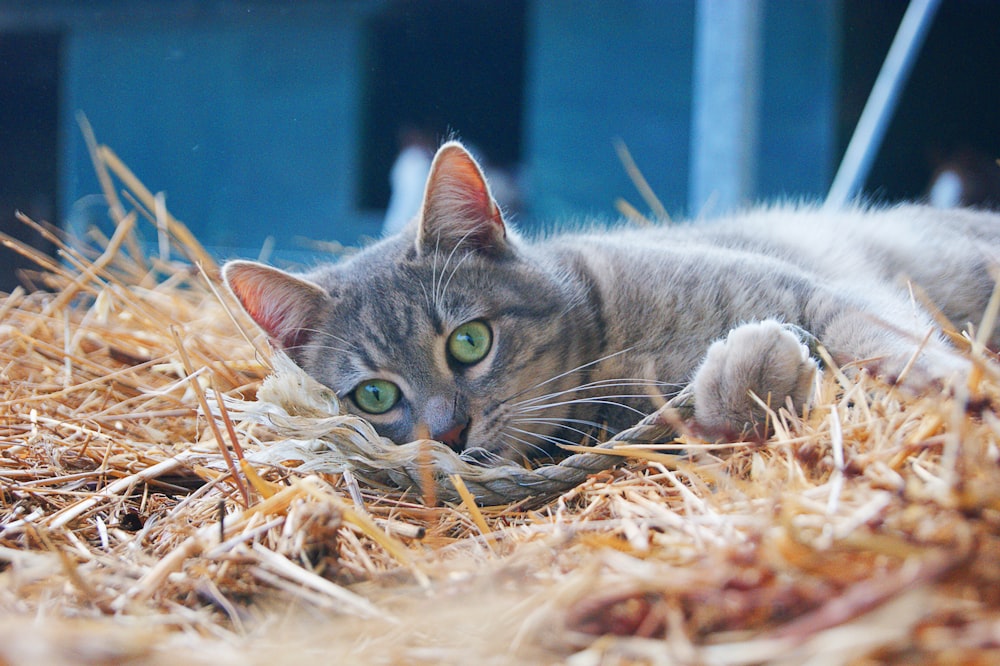 silver tabby cat lying on brown hay