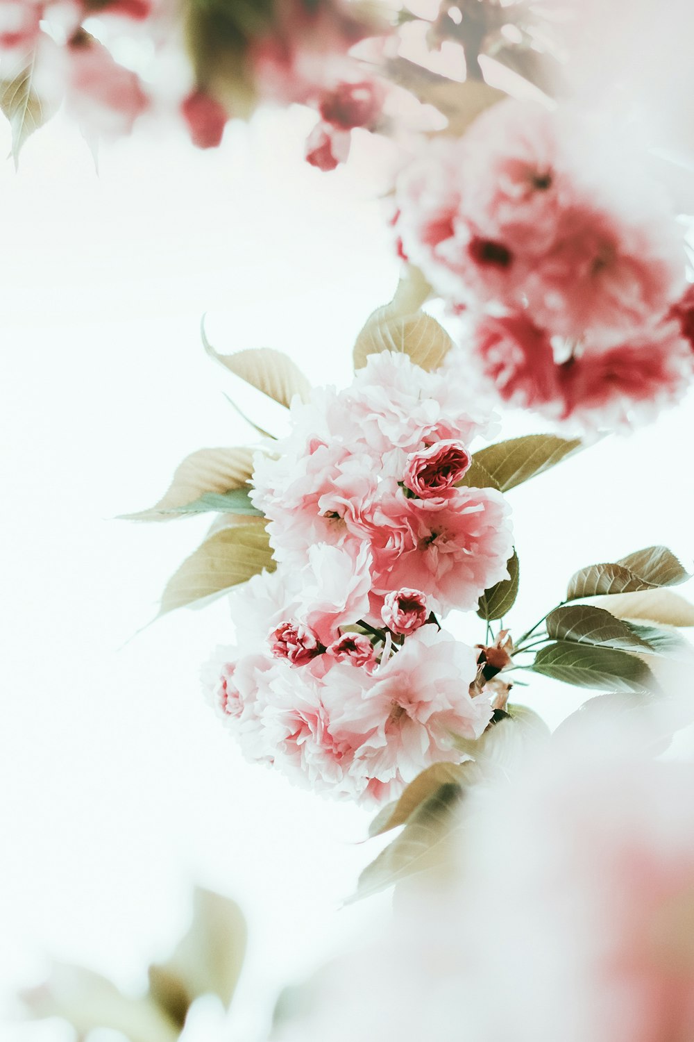 white and pink flower on white surface