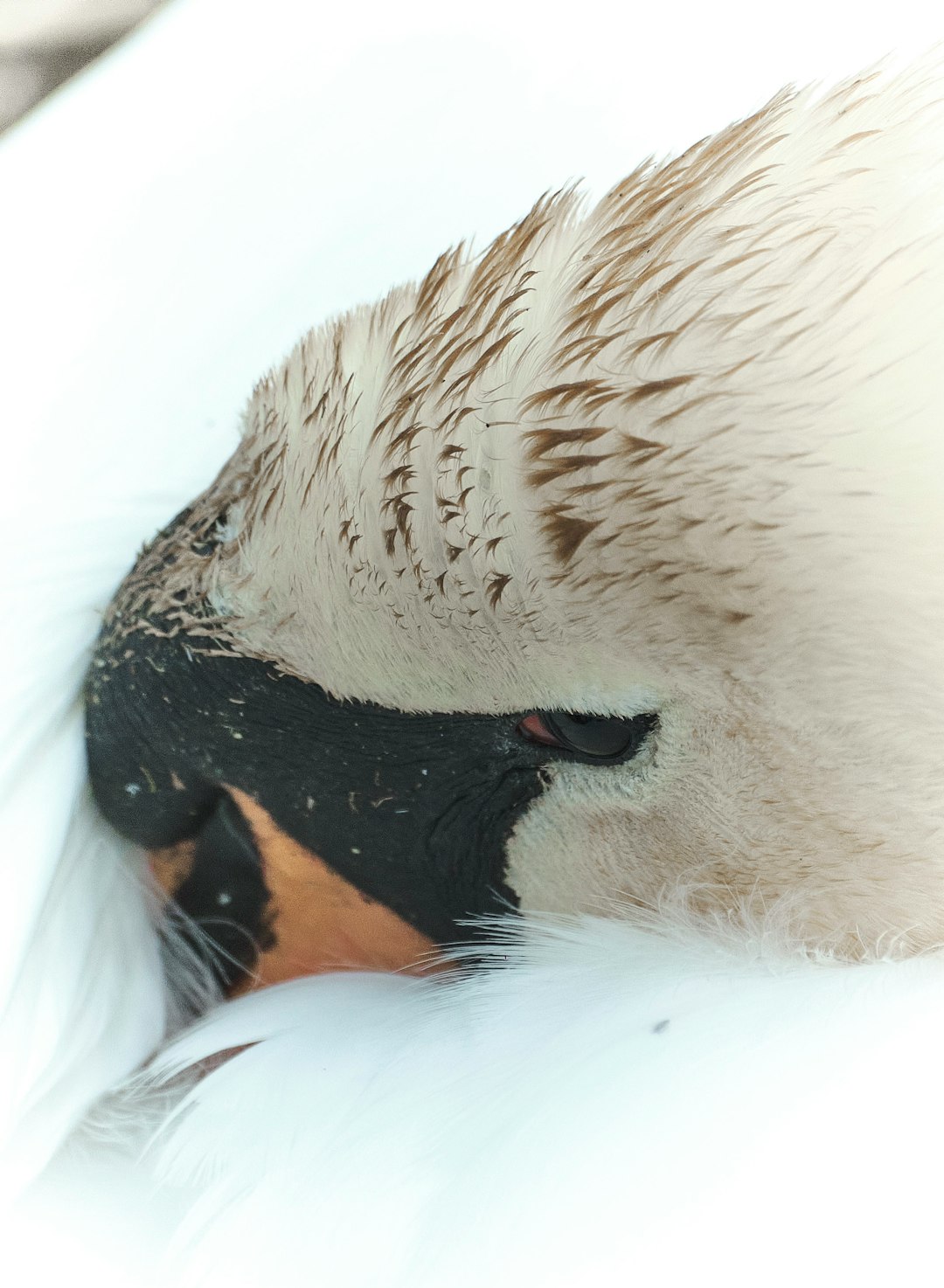 white and black penguin covered with snow