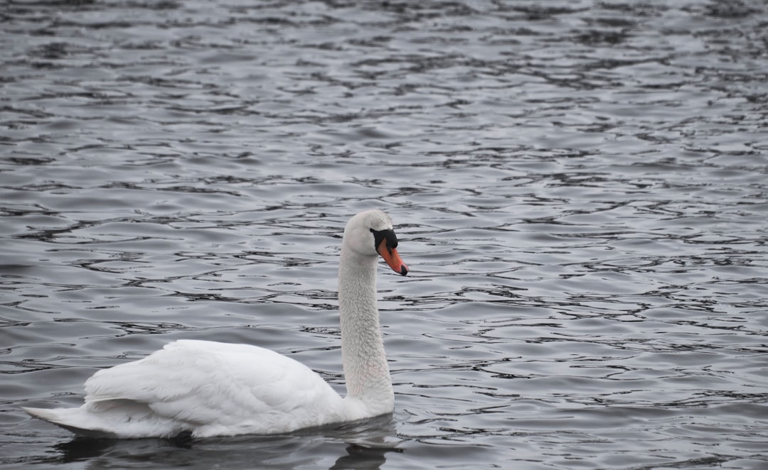 white swan on body of water during daytime