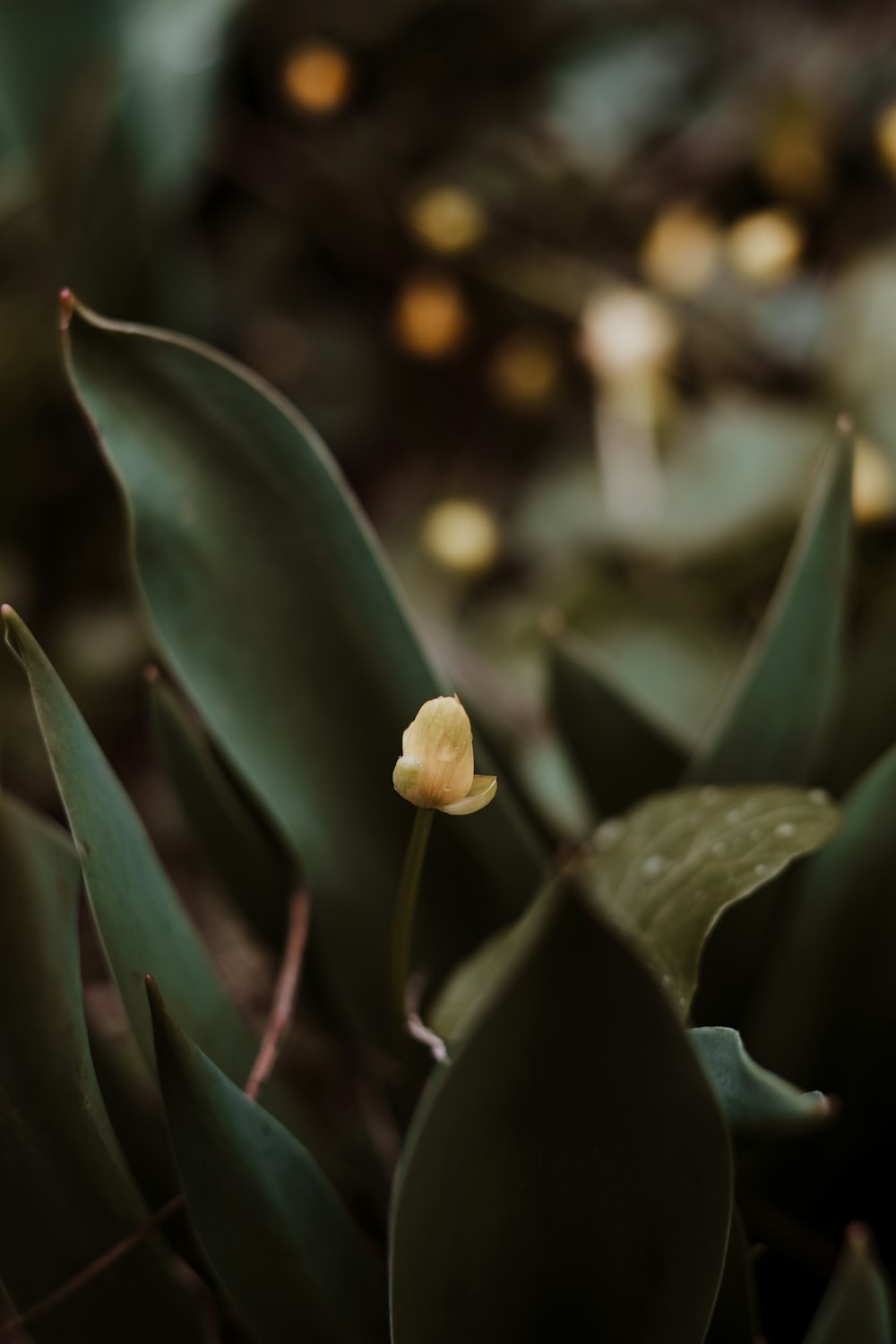 white flower with green leaves