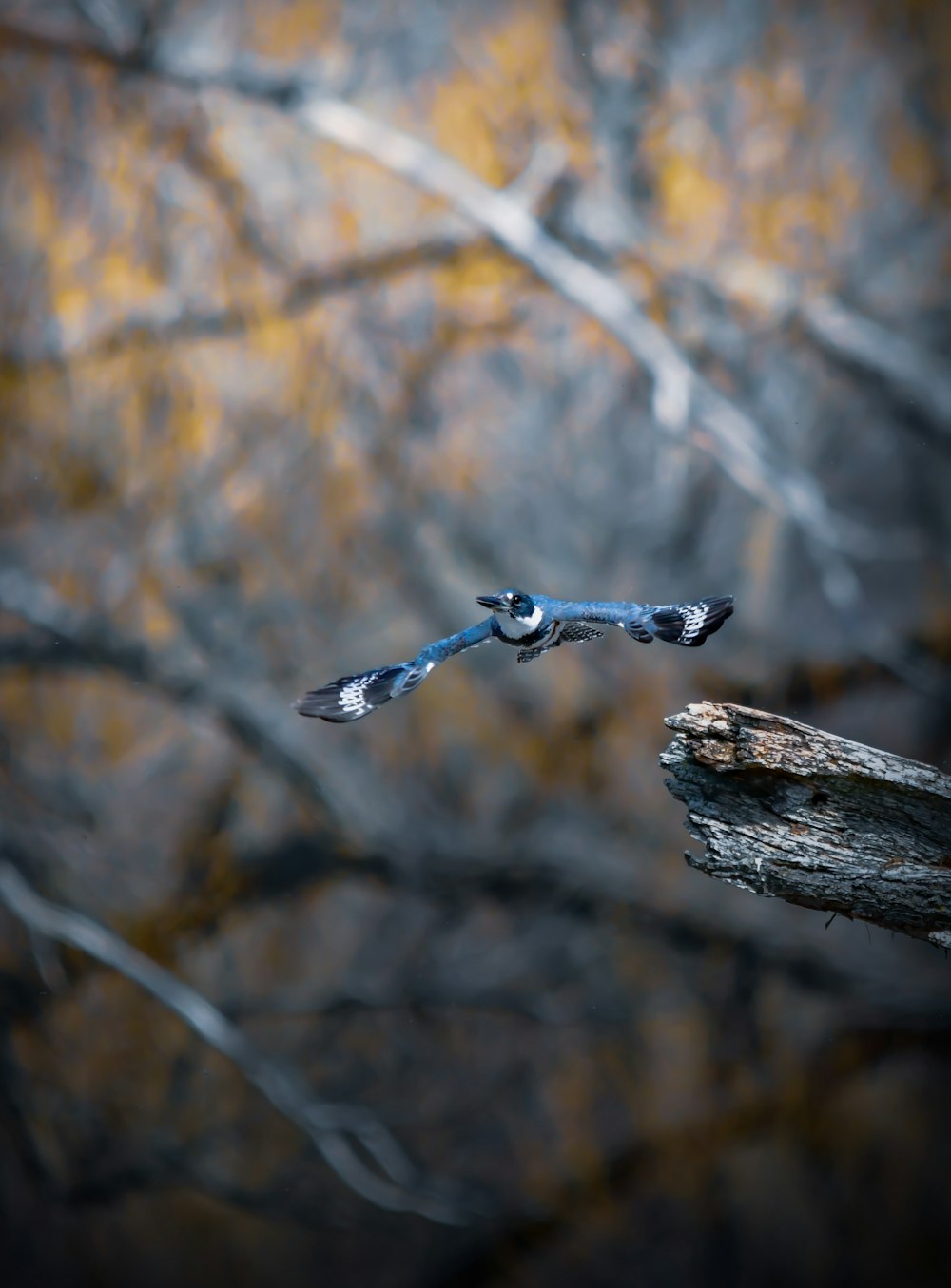 pájaro gris y negro en la rama marrón de un árbol