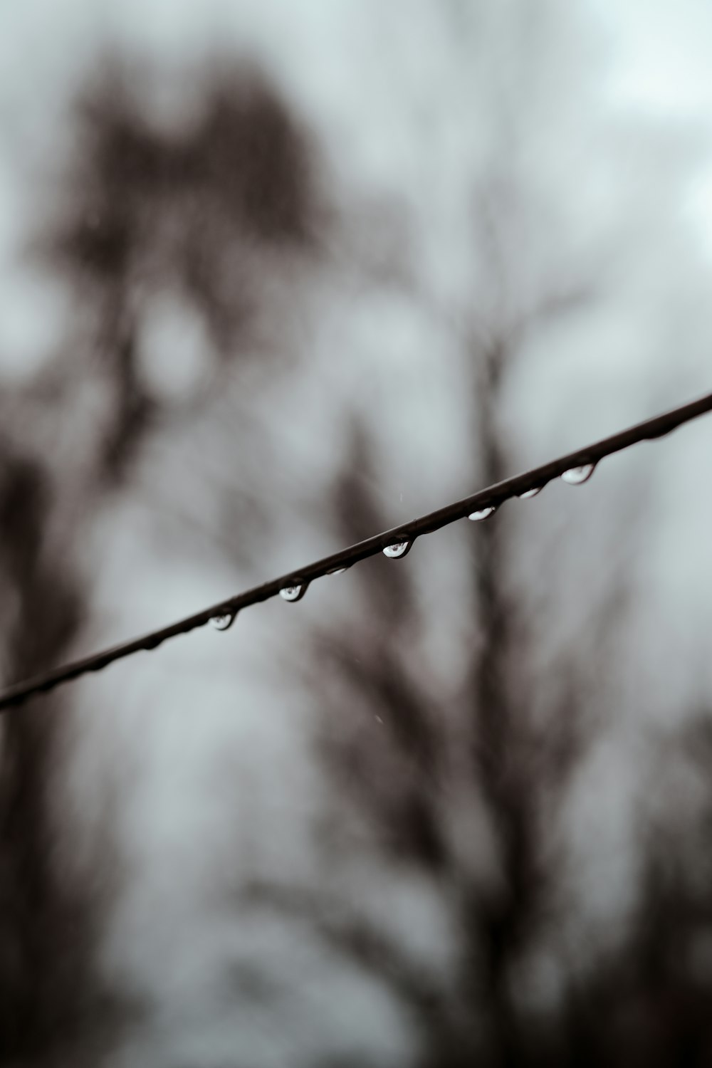 water droplets on brown stem