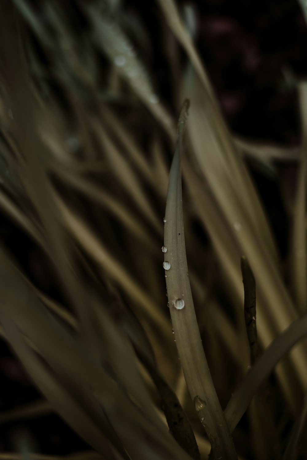 water droplets on brown plant