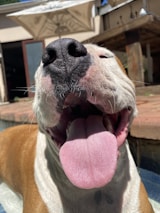Close-up of a dog enjoying a clean outdoor space.