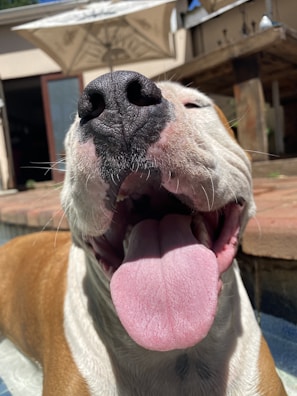 A close-up of a dog happily munching on a free treat after its spa session.