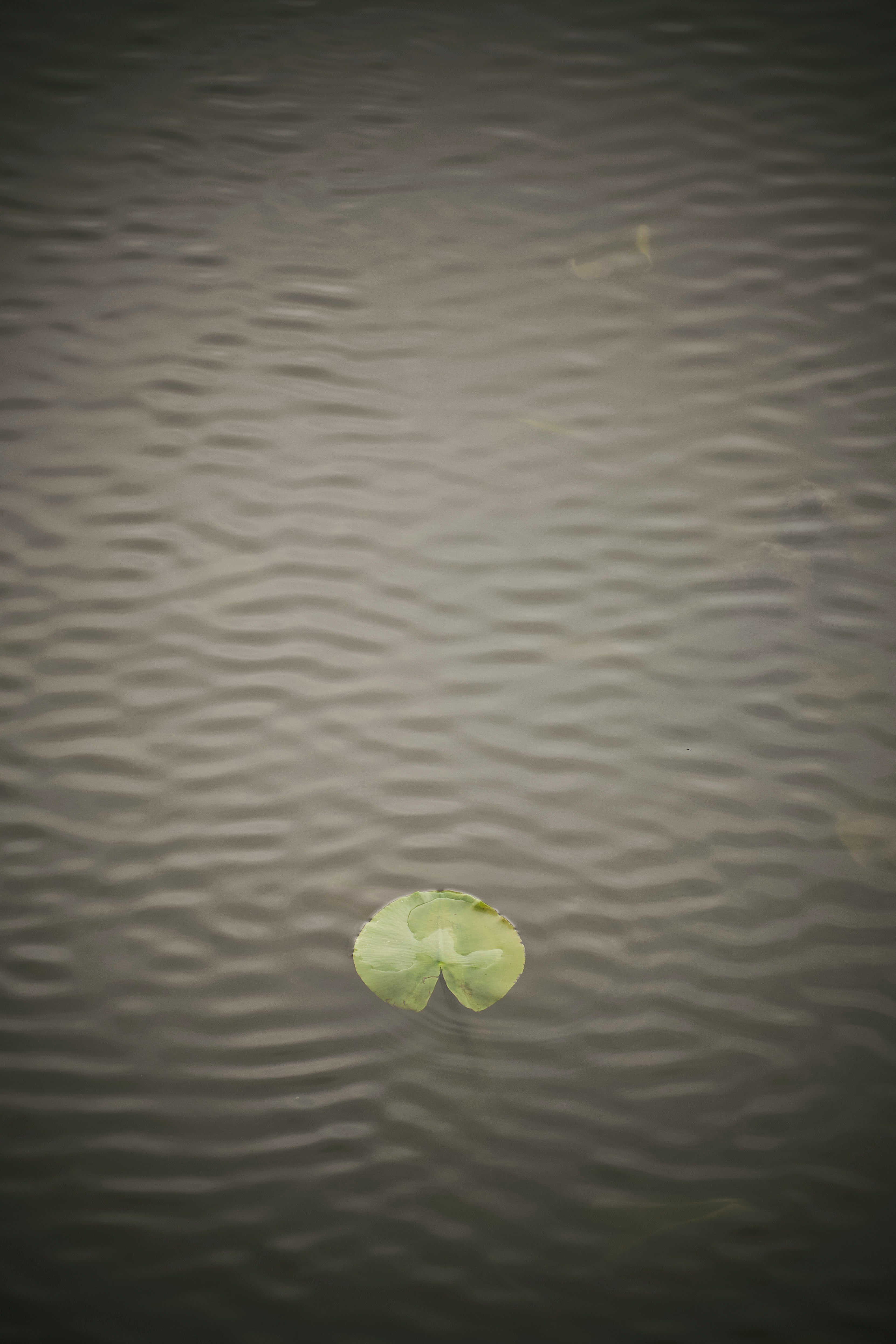 green leaf on body of water