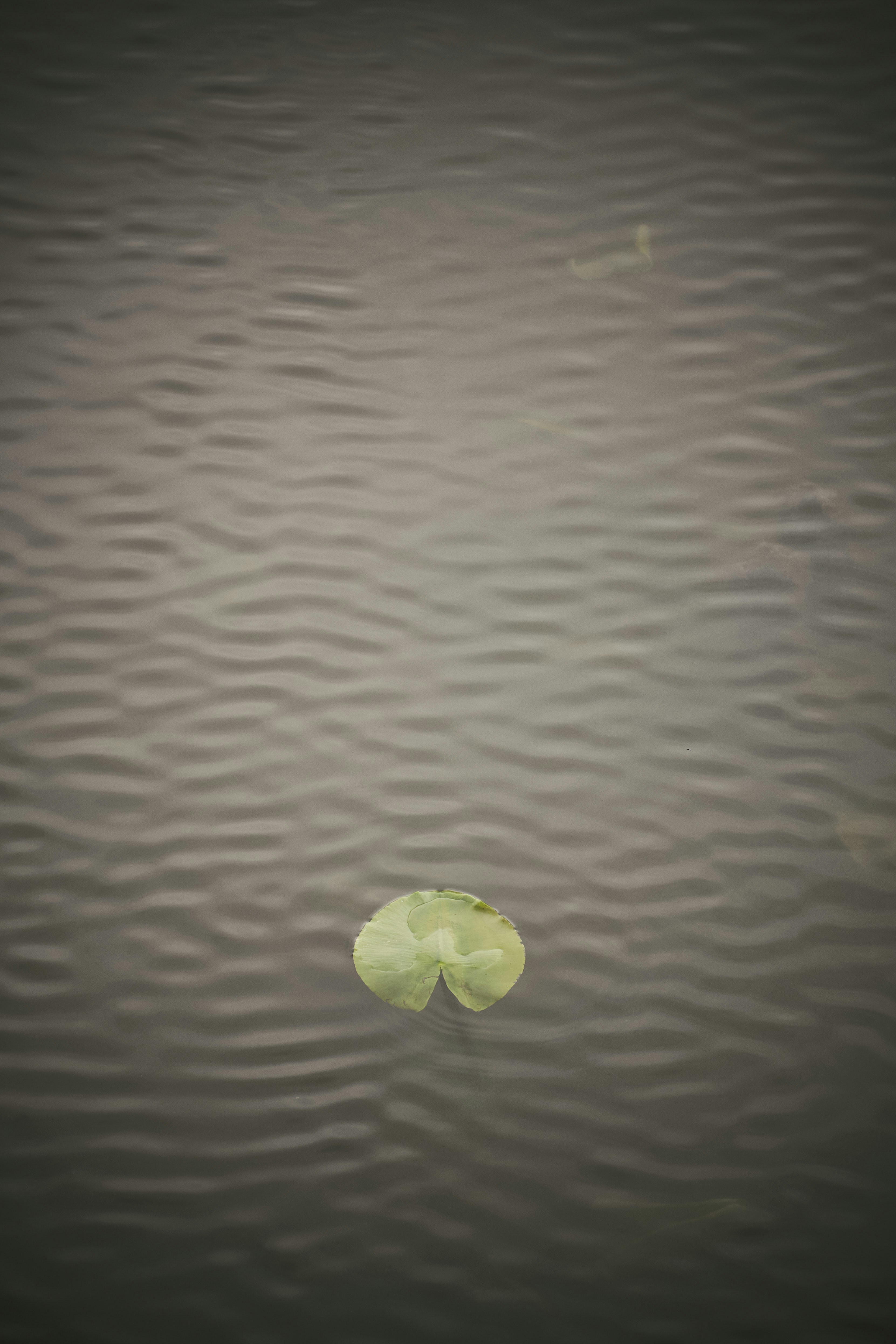 Lake, water, lily pad, leaf, waves,