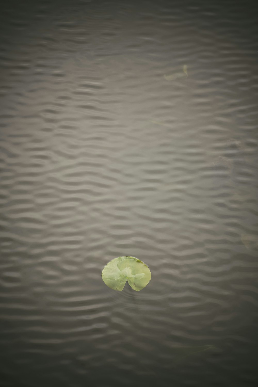 Grünes Blatt am Gewässer