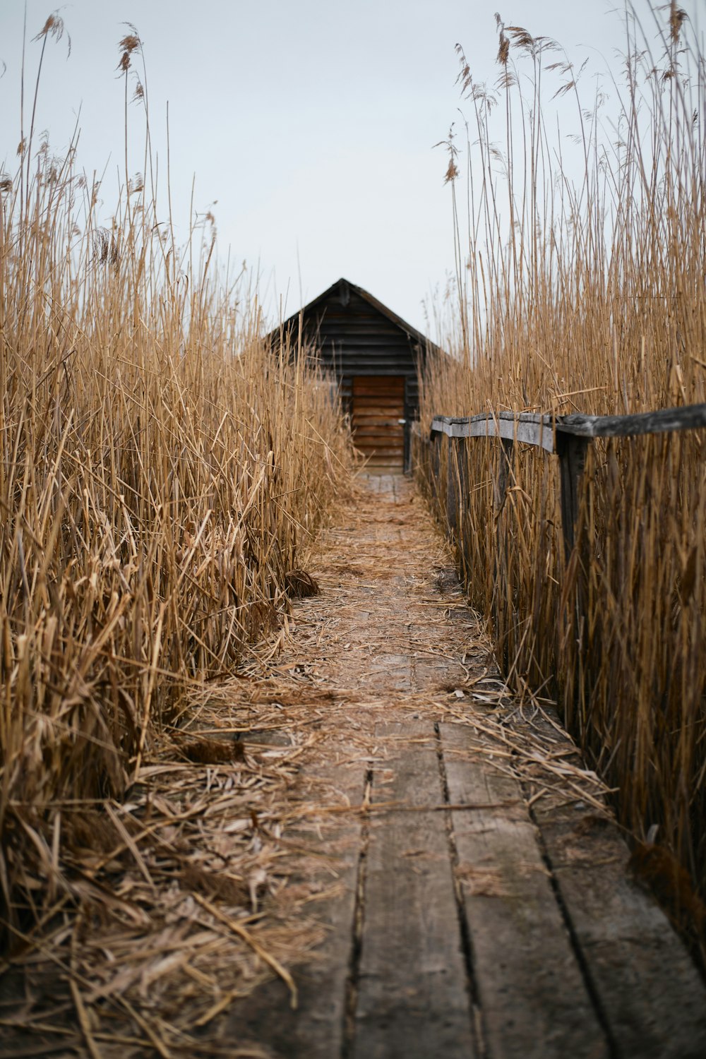 muelle de madera marrón entre el campo de hierba marrón durante el día