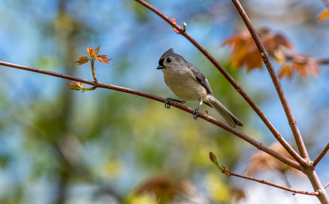 white and brown bird on brown tree branch during daytime