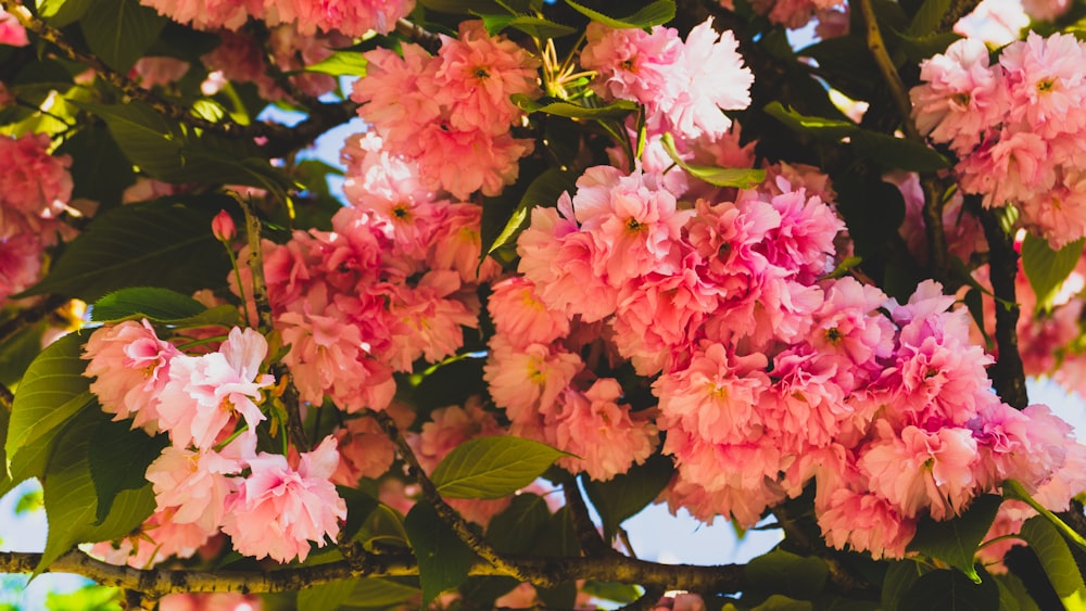 pink flowers with green leaves