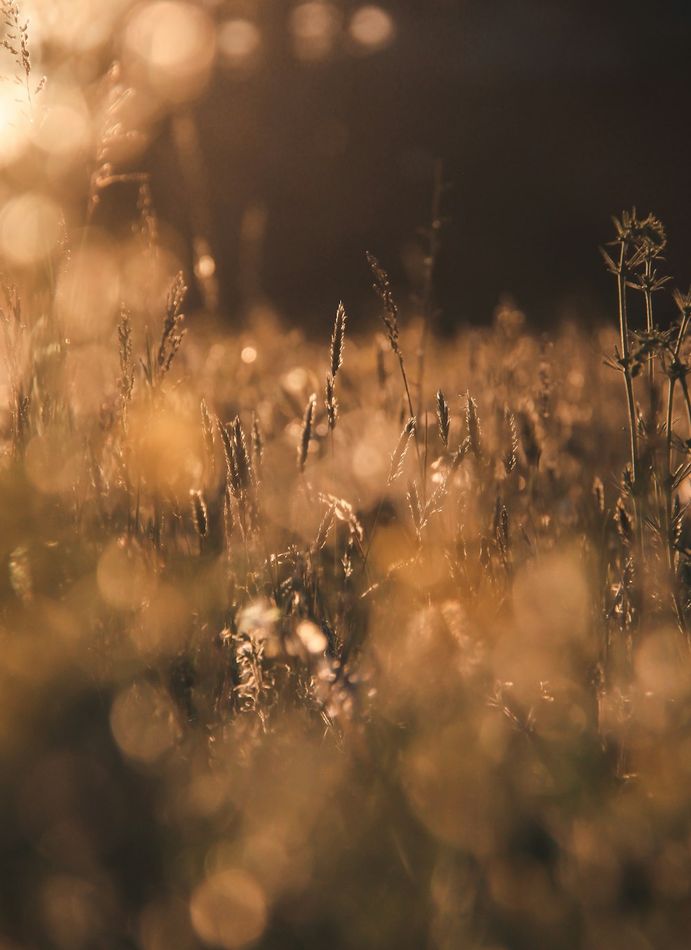 brown grass during golden hour