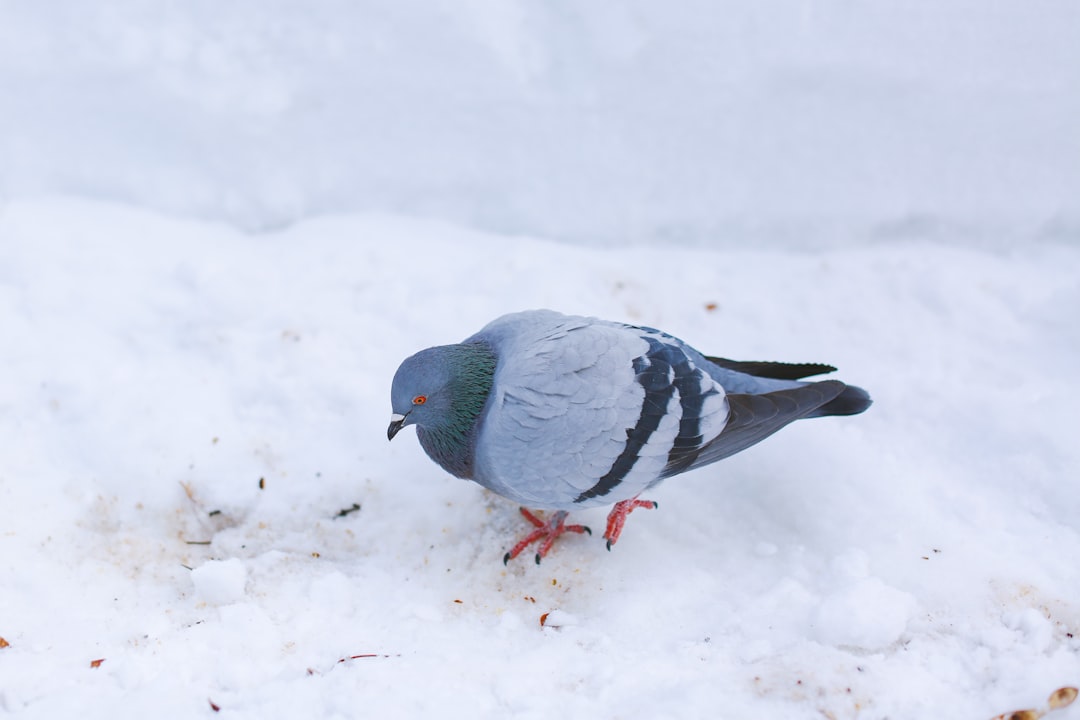 gray and white bird on snow covered ground