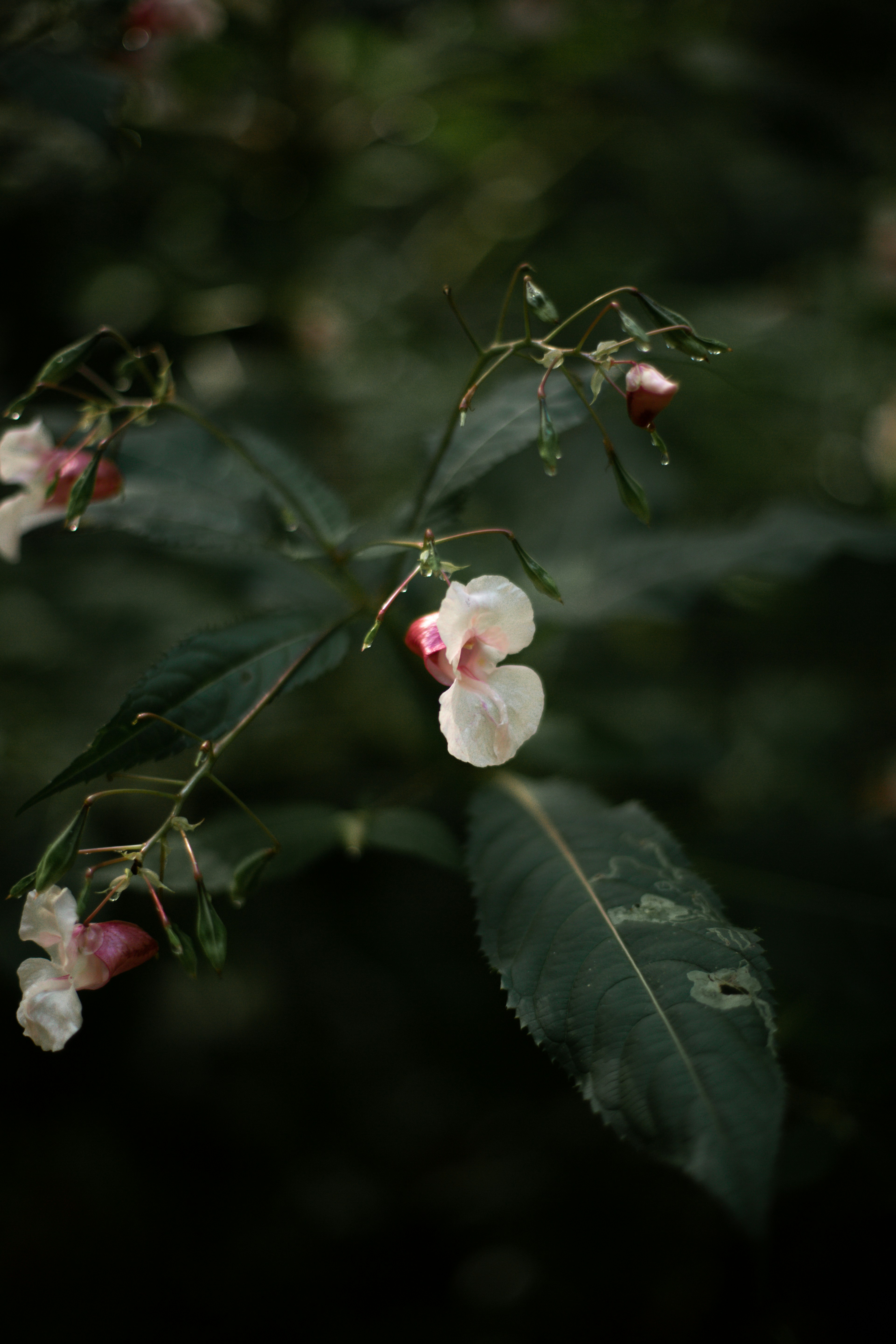 weiße und rote Blüte mit grünen Blättern