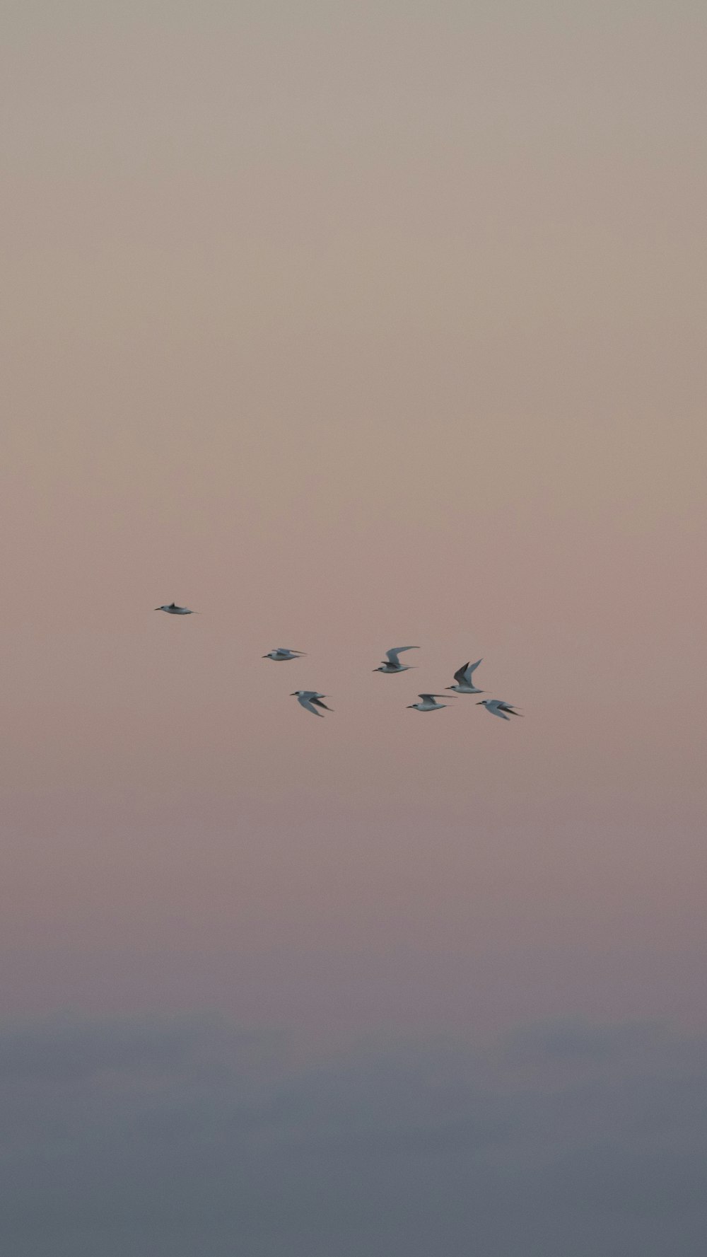 ピンクの空を飛ぶ鳥の群れ