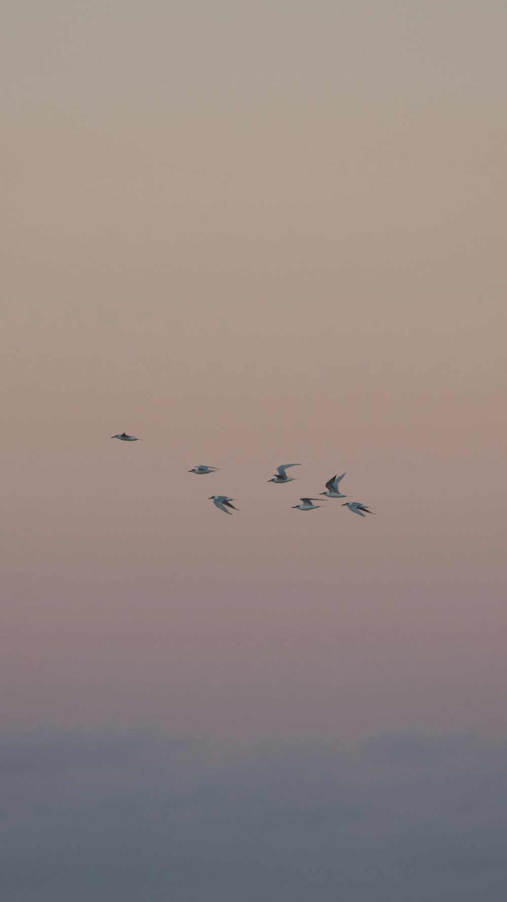 a flock of birds flying through a pink sky