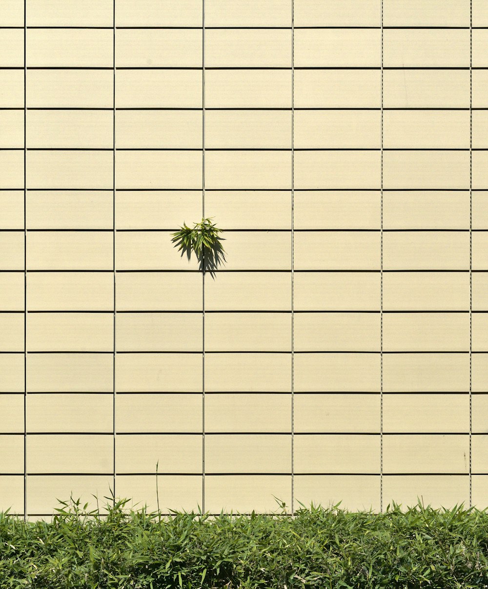 palmier vert sur mur blanc