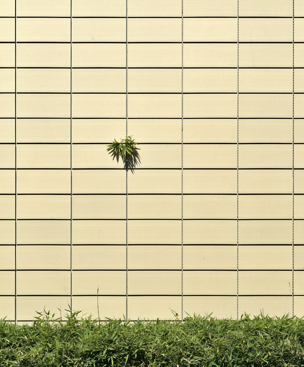 green palm tree on white wall