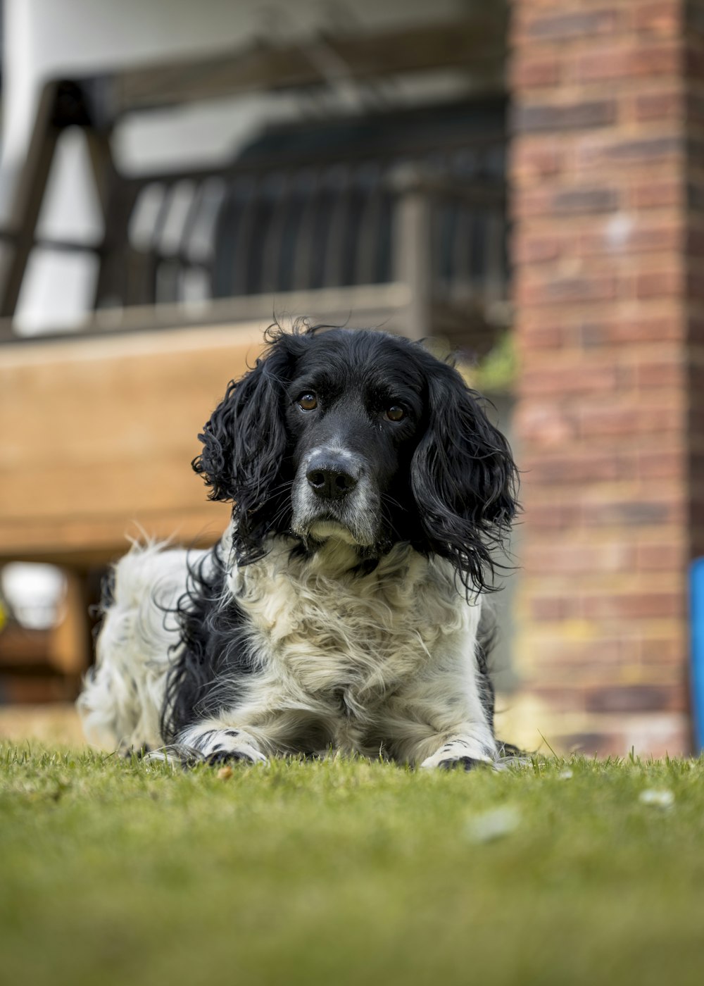 black and white short coated dog lying on green grass during daytime