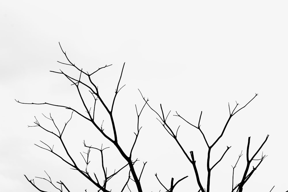 leafless tree under white sky