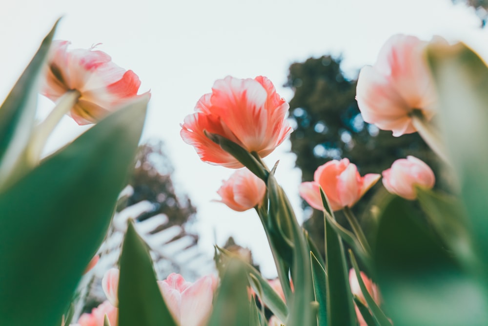 pink and white flower in close up photography