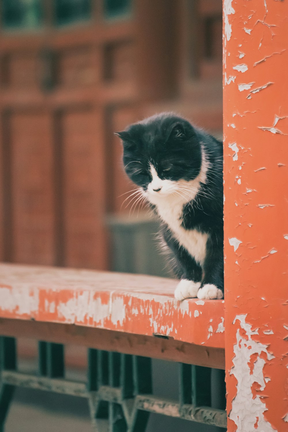 tuxedo cat on brown wooden fence
