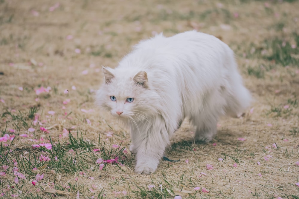 white cat on brown grass field during daytime