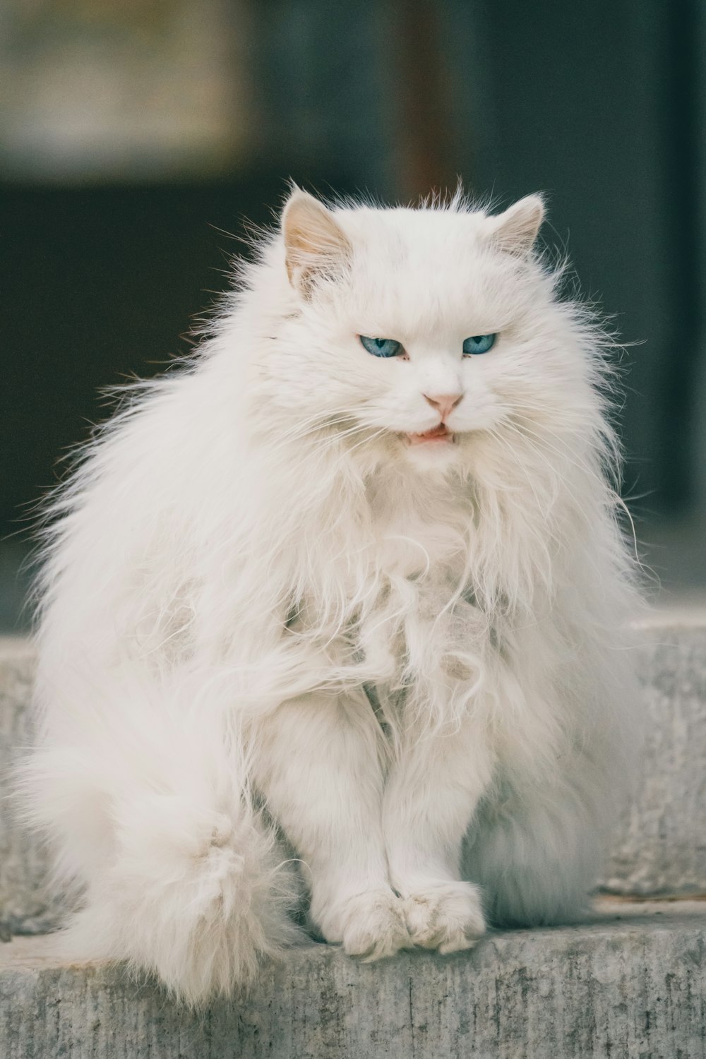 chat blanc sur sol en béton gris