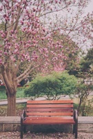 A rustic wooden bench nestled beneath a blooming tree in a quiet park.
