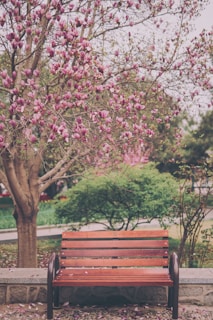 A serene park bench under a blooming tree, symbolizing conversation and connection.