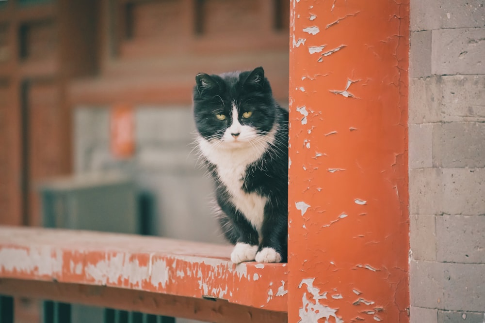 tuxedo cat on brown wooden fence