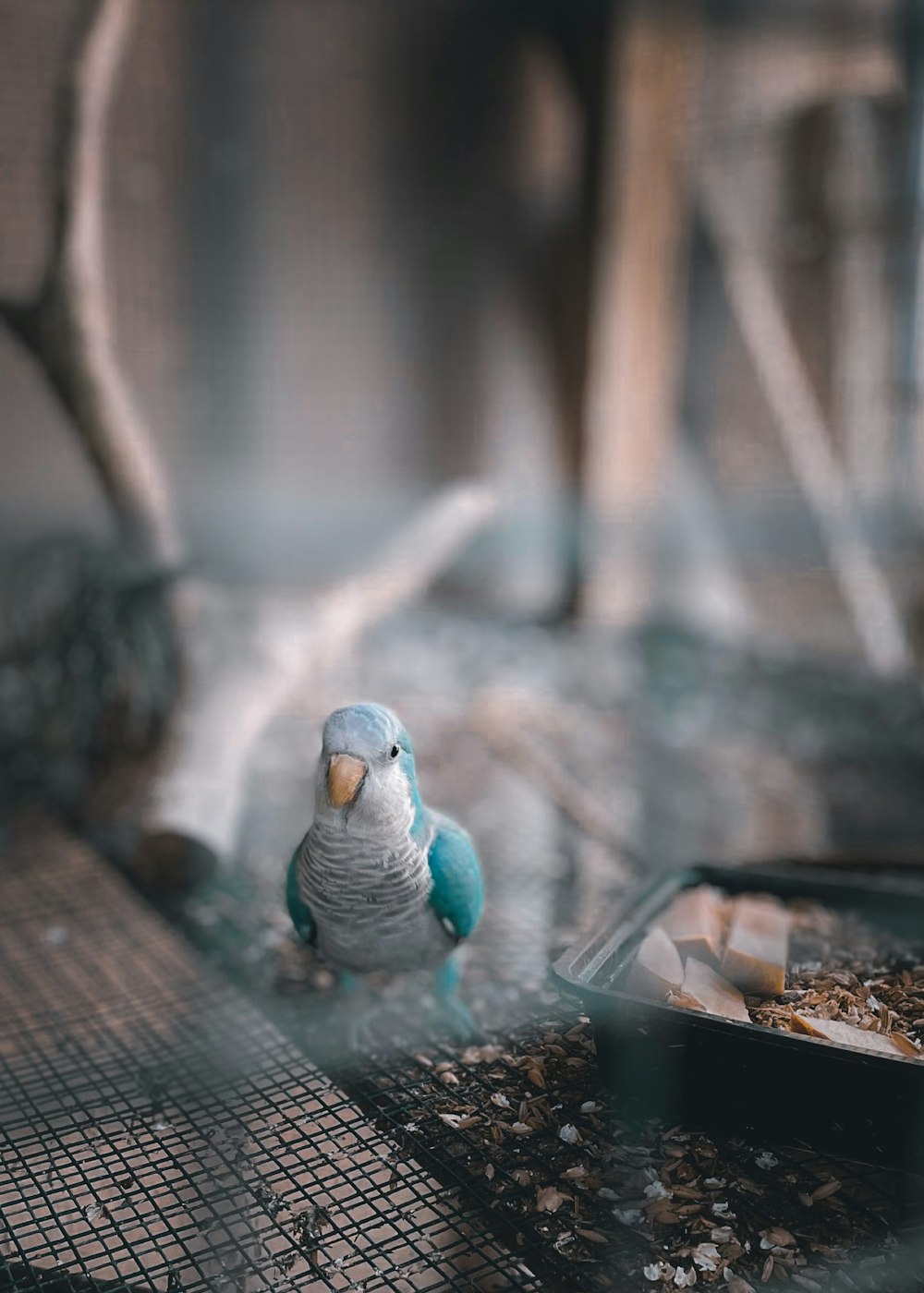 blue and gray bird on brown wooden table