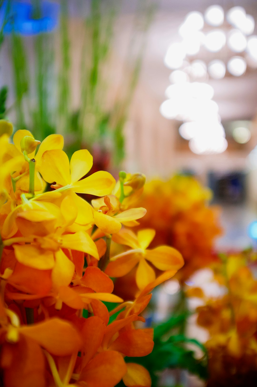 yellow flowers in tilt shift lens