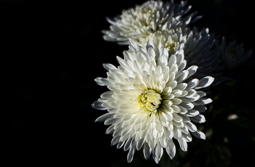 white and yellow flower in black background