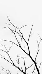 Silhouetted bare tree branches extend elegantly against a stark white background, creating a minimalist and striking visual contrast.